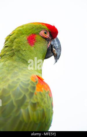 Red-fronted Macaw Kopf Nahaufnahme, isoliert auf weißem Stockfoto