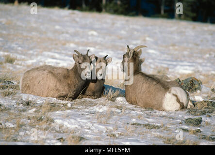 Dickhornschafe Dezember Ovis canadensis drei Weibchen ruhende Wyoming, North Western USA Stockfoto