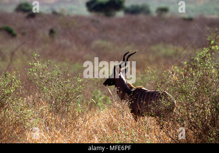 Weniger KUDU Tragelaphus imberis Tsavo Nationalpark, Kenia Stockfoto