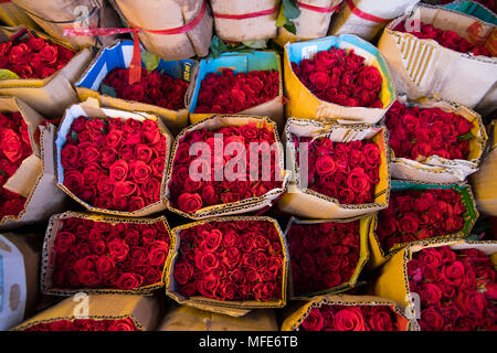 Die Trauben der roten Rosen fest in Karton verpackt für den Verkauf in der Ho Thi Ky Blumenmarkt in Ho Chi Minh City, Vietnam, Südostasien Stockfoto