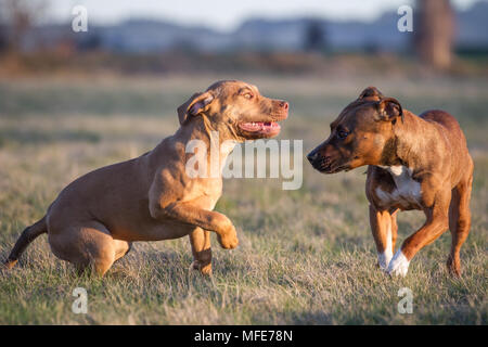 Hunde, die bei Sonnenuntergang auf einer Wiese spielen (Bulldog Typ Hund & Working Pit Bulldog) Stockfoto