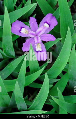 CRESTED ZWERG IRIS Blume detail Iris cristata Great Smoky Mountains National Park, Grenze S. Carolina und Tennessee, USA Stockfoto