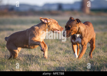 Hunde, die bei Sonnenuntergang auf einer Wiese spielen (Bulldog Typ Hund & Working Pit Bulldog) Stockfoto