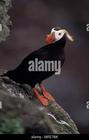 Getuftete PUFFIN Fratercula cirrhata Pribilof Inseln, Alaska, USA Stockfoto