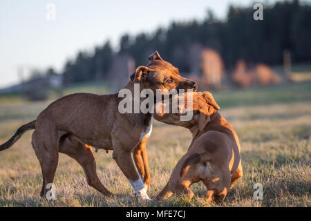 Hunde, die bei Sonnenuntergang auf einer Wiese spielen (Bulldog Typ Hund & Working Pit Bulldog) Stockfoto