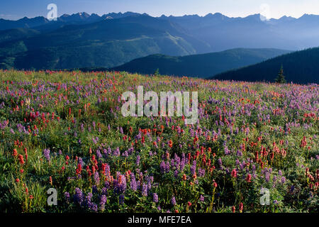 Alpenblumen im Juli die Gore reichen von Vail Mountain, Colorado, USA Stockfoto