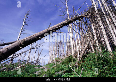 Saurer Regen Schäden an Fraser-tanne & Roten Fichten Mount Mitchell, N. Carolina, USA, Juni 1990 Stockfoto