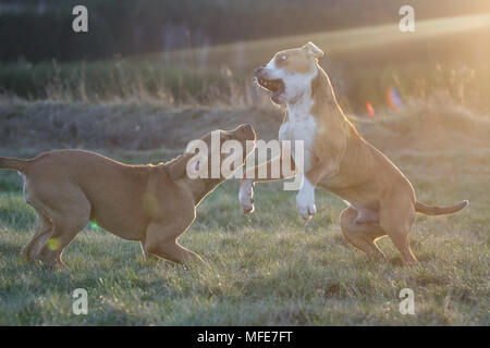 Hunde, die bei Sonnenuntergang auf einer Wiese spielen (Bulldog Typ Hund & Working Pit Bulldog) Stockfoto