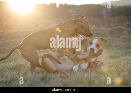 Hunde, die bei Sonnenuntergang auf einer Wiese spielen (Bulldog Typ Hund & Working Pit Bulldog) Stockfoto