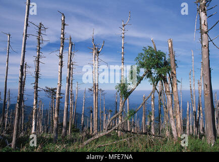 Saurer Regen Schäden Juni 1990 nach Fraser Tanne & Roten Fichten Mount Mitchell, North Carolina, USA Stockfoto