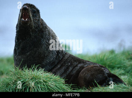 NORTHERN oder ALASKAN FELL DICHTUNG Callorhinus ursinus männlichen Pribilof Inseln, Alaska, USA Stockfoto