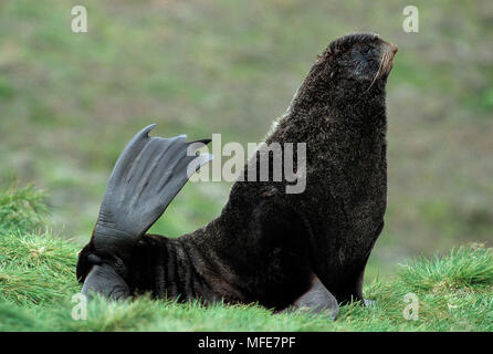 NORTHERN oder ALASKAN FELL DICHTUNG Callorhinus ursinus Stier. Pribilof Inseln, Alaska, USA. Stockfoto