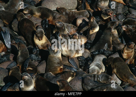 NORTHERN oder ALASKAN FELL DICHTUNG Callorhinus ursinus große Gruppe der weiblichen & junge Pribilof Inseln, Alaska, USA Stockfoto