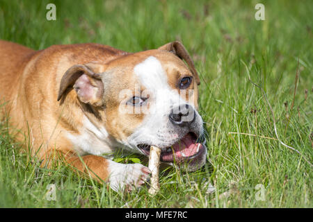 Bulldog Typ Hund, der einen Knochen kaut Stockfoto