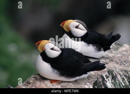 Gehörnte Papageientaucher in Fels Fratercula corniculata Pribilof Inseln, Alaska, USA Juli Stockfoto