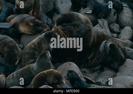 NORTHERN FELL DICHTUNG Callorhinus ursinus Stier mit Harem und Pups, Pribilof Inseln, Alaska, USA Stockfoto