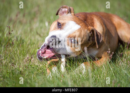 Bulldog Typ Hund, der einen Knochen kaut Stockfoto