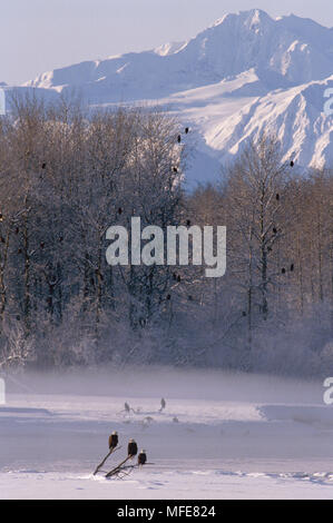 Weißkopfseeadler Haliaeetus leucocephalus großen Gruppe im Schnee gehockt-beladenen Bäumen Chilkat River, Alaska, USA Stockfoto