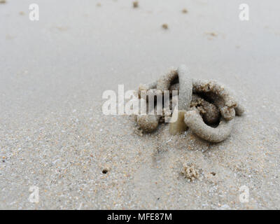 Abstrakte Form der Wirbel von Sand und Schlamm am Strand von Lug oder sand Worms mit Sediment Kugeln oder Pellet von Ghost oder Sand crab als Lebensmittel gegossen wurde mit dem Konzept der Natur Design und Kunst verdaut Stockfoto