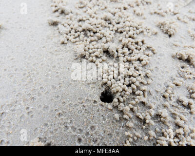 Fuchsbau oder Loch mit Sediment Kugeln oder Pellets durch Sand, wo das Essen von Ghost oder Sand crab zeigen natürliche abstrakter Form und Textur verdaut wurde. Stockfoto