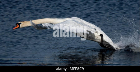 Höckerschwan Gebühren verteidigende Territorium auf marazion Marsh, Cornwall, Großbritannien Stockfoto