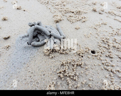 Abstrakte Form der Wirbel von Sand und Schlamm am Strand von Lug oder sand Worms mit Sediment Kugeln oder Pellet von Ghost oder Sand crab als Lebensmittel gegossen wurde mit dem Konzept der Natur Design und Kunst verdaut Stockfoto