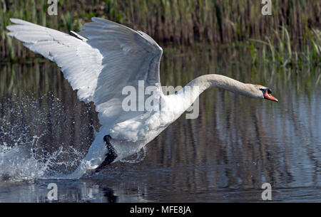 Höckerschwan Gebühren verteidigende Territorium auf marazion Marsh, Cornwall, Großbritannien Stockfoto