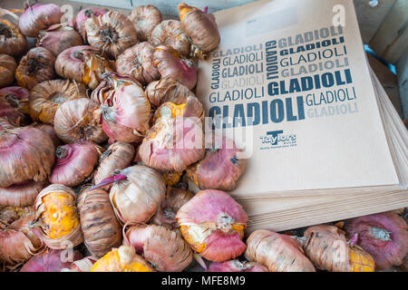 Gladiolen Blumenzwiebeln mit gedruckten braunen Papiertüten für den Verkauf in einem Gartencenter im Frühjahr Stockfoto