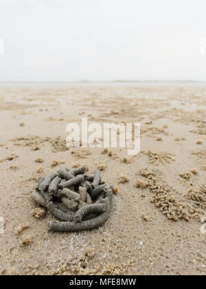 Abstrakte Form der Wirbel von Sand und Schlamm am Strand von Lug oder sand Worms mit Sediment Kugeln oder Pellet von Ghost oder Sand crab als Lebensmittel gegossen wurde mit dem Konzept der Natur Design und Kunst verdaut Stockfoto