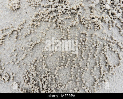 Fuchsbau oder Loch mit Sediment Kugeln oder Pellets durch Sand, wo das Essen von Ghost oder Sand crab zeigen natürliche abstrakter Form und Textur verdaut wurde. Stockfoto