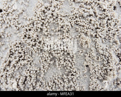 Fuchsbau oder Loch mit Sediment Kugeln oder Pellets durch Sand, wo das Essen von Ghost oder Sand crab zeigen natürliche abstrakter Form und Textur verdaut wurde. Stockfoto