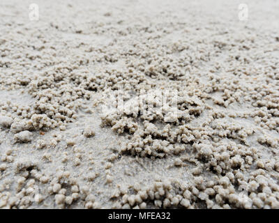 Fuchsbau oder Loch mit Sediment Kugeln oder Pellets durch Sand, wo das Essen von Ghost oder Sand crab zeigen natürliche abstrakter Form und Textur verdaut wurde. Stockfoto