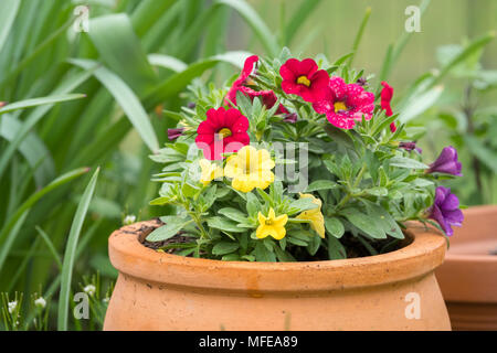 Einige gelbe und rosa Millionen Glocken (Calibrachoa) in einem Topf Stockfoto