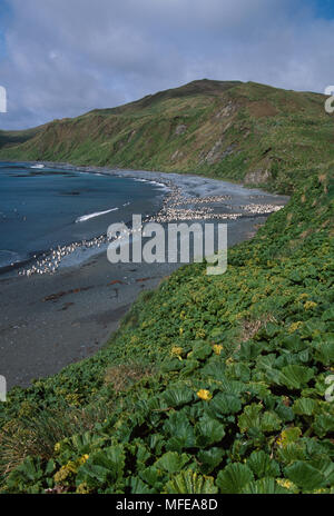 MACQUARIE ISLAND Sandy Bay mit Royal & König Pinguine am Strand Australien Sub-Antarctic Stockfoto