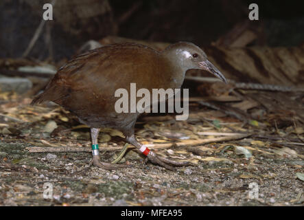 LORD HOWE ISLAND WOODHEN (Wild) Tricholimnas sylvestris Flugunfähige endemisch auf Lord Howe Island, Australien. Sehr selten (weniger als 250) Stockfoto