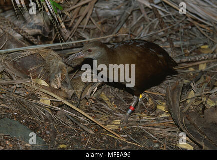 LORD HOWE ISLAND WOODHEN (Wild) Tricholimnas sylvestris Flugunfähige endemisch auf Lord Howe Island, Australien sehr selten (weniger als 250). Stockfoto