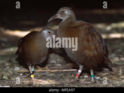 LORD HOWE ISLAND WOODHEN (Wild) Tricholimnas sylvestris Flugunfähige endemisch auf Lord Howe Island, Australien sehr selten (weniger als 250). Stockfoto