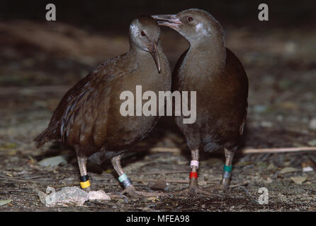 LORD HOWE ISLAND WOODHEN (Wild) Tricholimnas sylvestris Flugunfähige endemisch auf Lord Howe Island, Australien sehr selten (weniger als 250). Stockfoto