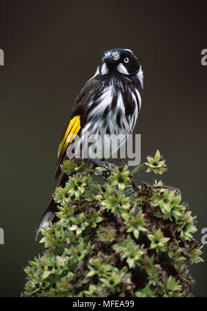 NEW HOLLAND HONEYEATER Phylidonyris novaehollandiae Tasman Halbinsel, Tasmanien, Australien Stockfoto