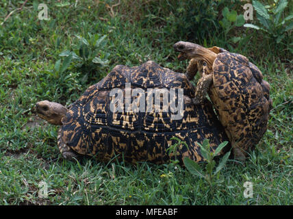 LEOPARD Schildkröten paaren Paar Geochelone pardalis Serengeti National Park, Tansania, Afrika Stockfoto