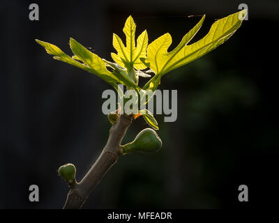 Ein Zweig eines Baumes ficus (Ficus Carica) im Frühjahr Stockfoto