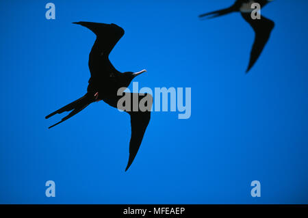 Adlerfregattvogel Fregata aquila Männchen im Flug Ascension Island, Atlantik Endemisch Stockfoto