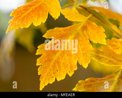 Ein Blatt eines Blase senna Strauch (Colutea arborescens) Stockfoto