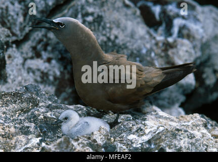 Braun NODDY Anous stolidus Erwachsenen und Küken einer der ersten Gelege auf der Insel seit cat Tilgung Ascension Island Stockfoto