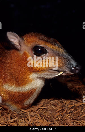 Malaysische MAUS ROTWILD Tragulus napu Captive Stockfoto