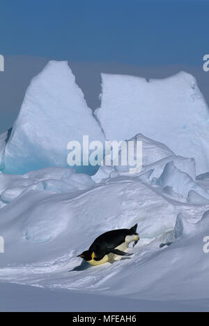 Kaiserpinguine Aptenodytes forsteri rutschen auf dem Bauch auf Schnee, Ross Sea, Antarctica Stockfoto