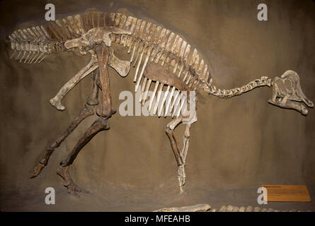 Fossile von HYPACROSAURUS aus der Kreidezeit Royal Tyrell Museum, Drumheller, Alberta, Kanada. Stockfoto