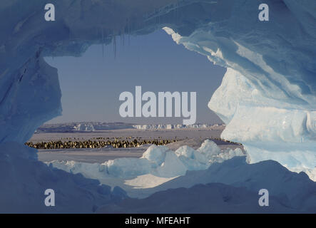 Kaiser Pinguin Kolonie, Aptenodytes forsteri Ansicht von innen Eishöhle, Weddellmeer. Stockfoto