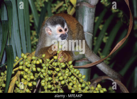 Zentralamerikanischen TOTENKOPFÄFFCHEN Fütterung Saimiri oerstedii citrinellus Nationalpark Manuel Antonio, Costa Rica. Auch als die rote gesichert Monkey bekannt. Stockfoto