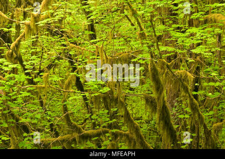 Weinstock Ahorn Acer circinatum gemäßigten Regenwald, Hoh River Valley Olympic National Park, Washington, USA Stockfoto